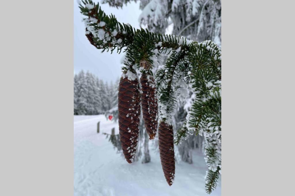 Zeit Fuer Dich Am Bergelchen, Winterberg Exterior foto